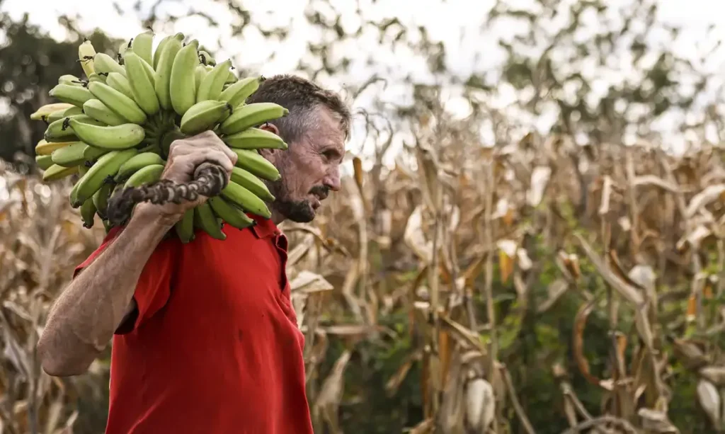 Câmara autoriza R$ 500 milhões do FGO para impulsionar crédito da agricultura familiar