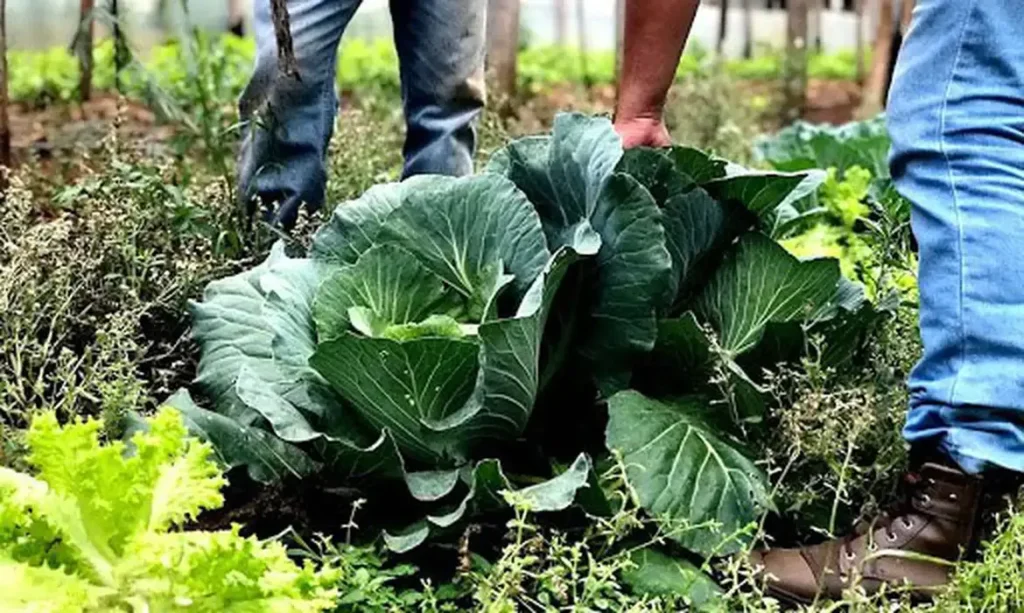 Prefeituras podem se inscrever para executar programa de compra de alimentos em 2026