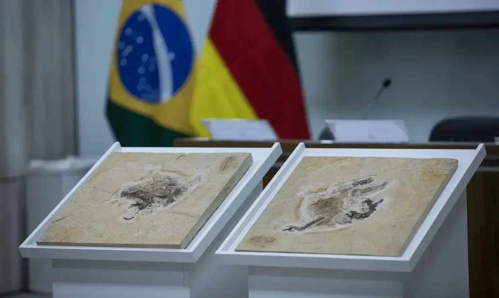 Brasil intensifica busca por fósseis e tesouros nacionais em 14 países