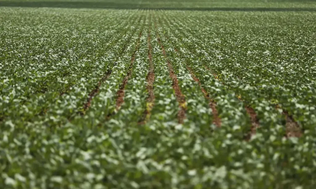 Dívidas rurais: governo e bancada do agro divergem em reunião e buscam consenso