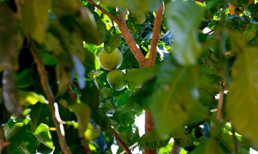 Por que o limão está tão caro? Chuvas e clima afetam colheita e preços disparam
